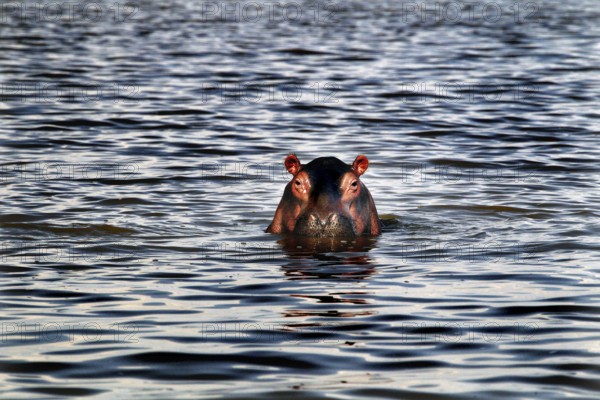A hippopotamus looks out curiously from the water of Lake Ziway, Lake Ziway, Ethiopia