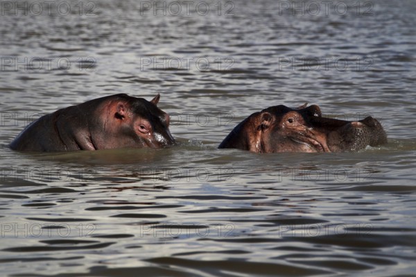 Two hippos can be seen in the water of Lake Ziway, Lake Ziway, Ethiopia