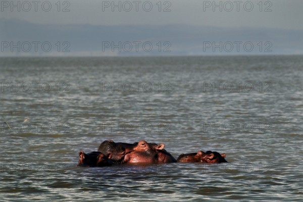 Hippos appear in the calm waters of Ziway Lake, Ziway Lake, Ethiopia