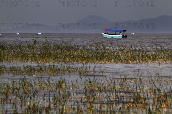 Boat floating in Ziway Lake surrounded by dense grasses, Ziway, Oromia, Ethiopia