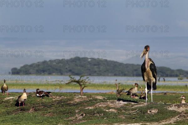 Maraboos stand majestically on a shore of the lake, Ziway Lake, Ethiopia