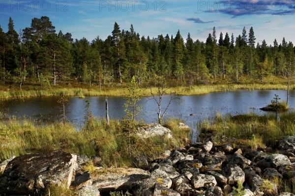 Idyllic lake landscape in Lapland surrounded by thick forest and clear sky, Lapland, Finland