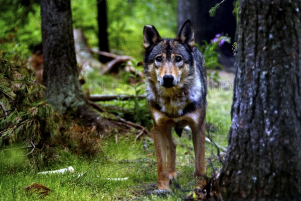 A wolfhound stands alert in the thick forest, the light breaks through the canopy in Kuusamo, Kuusamo, Finland