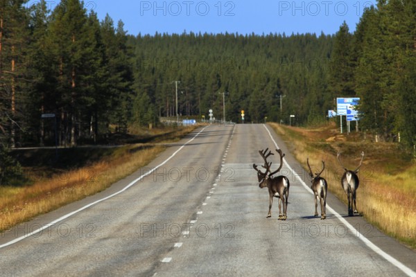 A group of reindeer passes a country road through the forests of Lapland on a sunny day, Lapland, Finland