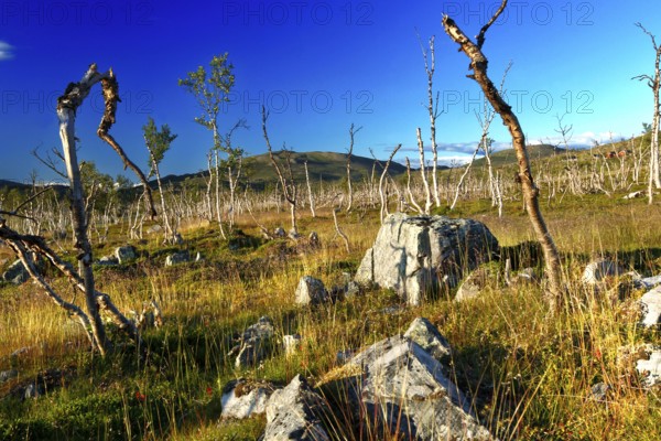 Barren tundra with dwarf birches and rocks under clear skies in Finnmark, Finnmark, Norway
