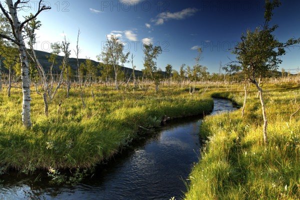 Wide tundra steppe in Finnmark, lined with crooked dwarf birches and a meandering river, Finnmark, Norway