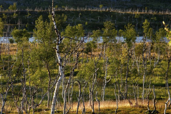 Green tundra landscape with dwarf birches in Finnmark, Finnmark, Norway