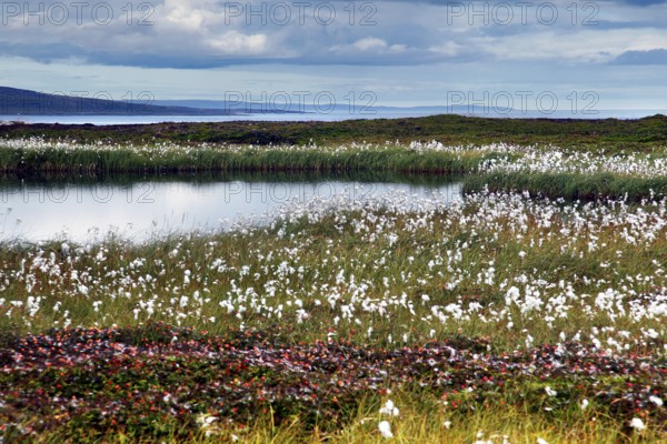 Blooming cottongrass meadows in a nature reserve on a quiet lake, Ekkerøy, Finnmark, Norway
