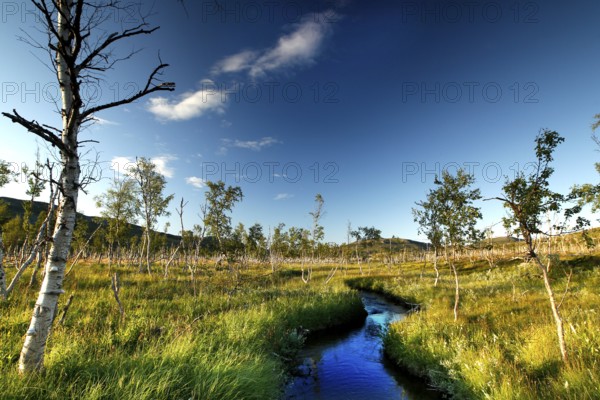 Blue stream crosses tundra with dwarf birches under a blue sky in Finnmark, Finnmark, Norway