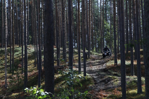 Dense forest with a visible path and an ATV in the background, Punkaharju, Finland