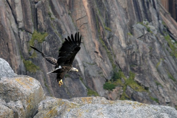 White-tailed eagle flying near a rock face in Trollfjord, Austvågøy, Raftsund, Norway