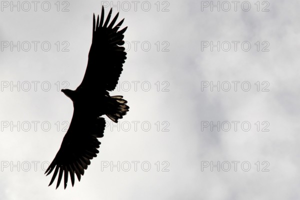 Silhouette of sea eagle against cloudy sky in Raftsund, Austvågøy, Raftsund, Norway