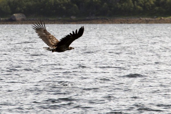 Sea eagles flying majestically over Raftsund water, Austvågøy, Raftsund, Norway