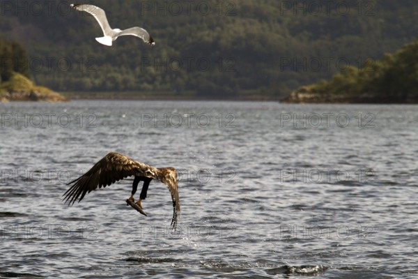 Sea eagles over the water of Raftsund on a boat trip, Austvågøy, Raftsund, Norway