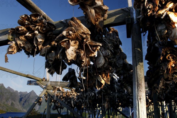Dried fish on wooden racks in the sun under a clear sky, Sakrisøy, Moskenesøy, Lofoten