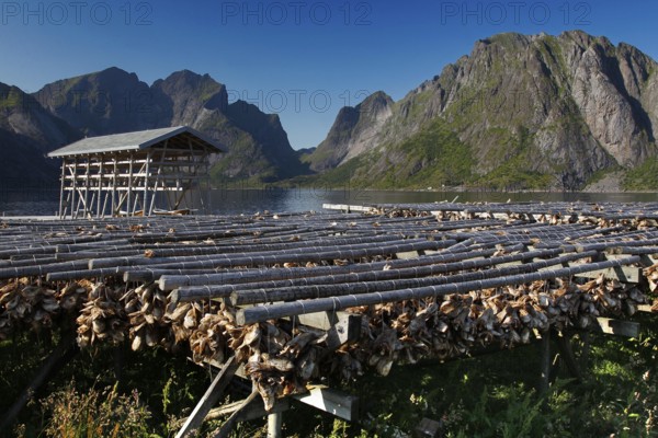 Fish racks with dried fish against a breathtaking mountain backdrop, Sakrisøy, Moskenesøy, Lofoten