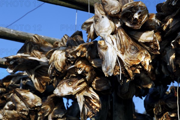 Close-up of dried fish heads under blue sky, Sakrisøy, Moskenesøy, Lofoten
