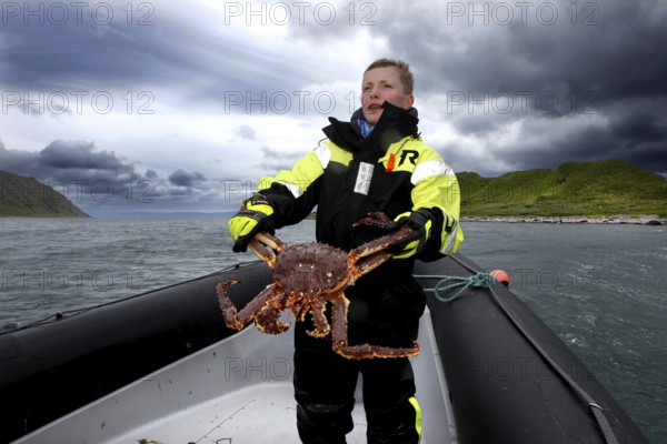 Young fisherman keeps king crab on rib boat in Sarnesfjord, Sarnesfjord, Norway