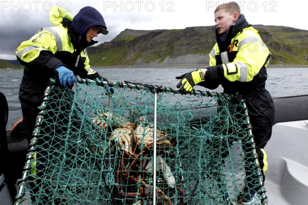 Fishermen on rib boat get king crab fishing net out of the water, Sarnesfjord, Norway