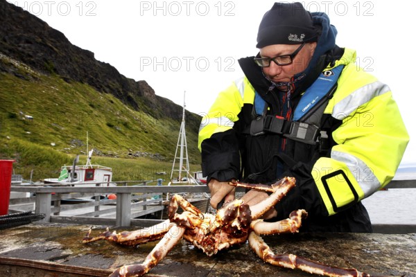 Fischer keeps a large king crab in Sarnes, Sarnes, Norway