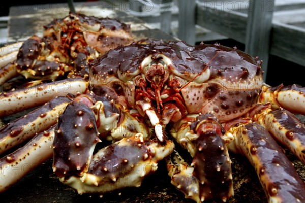 Large king crab with impressive bowl in Sarnes, Sarnes, Norway