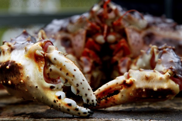 Close-up view of king crab scissors in Sarnes, Sarnes, Norway