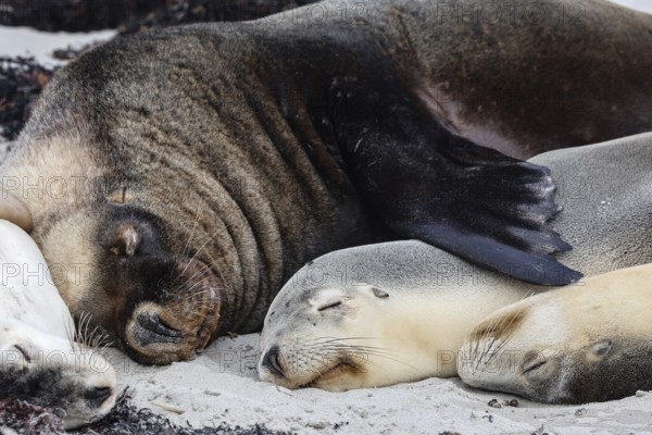 Several sea lions sleep close to each other on Kangaroo Island Beach, Seal Bay, Kangaroo Island, Australia