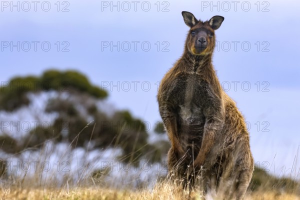 Eastern gray kangaroo appears prominent and imposing, Kangaroo Island, South Australia, Australia