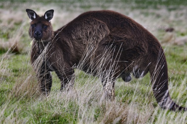 Eastern gray kangaroo grazing quietly in natural environment, Kangaroo Island, South Australia, Australia