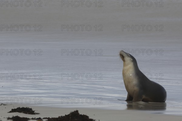 A sea lion sits in shallow water on Kangaroo Island Beach, Seal Bay, Kangaroo Island, Australia