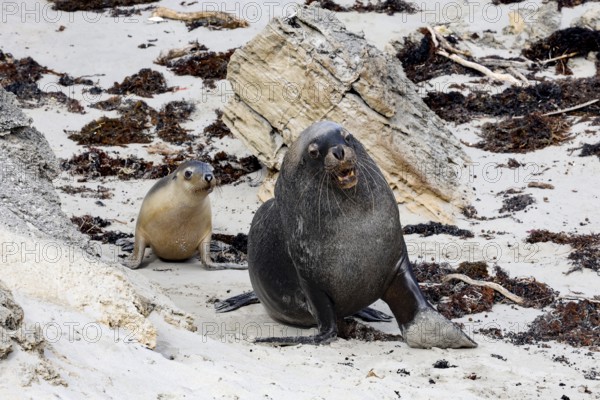 Two sea lions on a rocky beach backdrop in Seal Bay, lively and alert, Kangaroo Island, South Australia, Australia