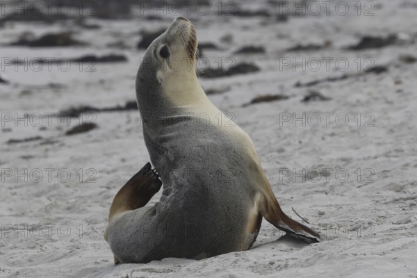 Single sea lion resting on sandy shore of Seal Bay, Kangaroo Island, South Australia, Australia
