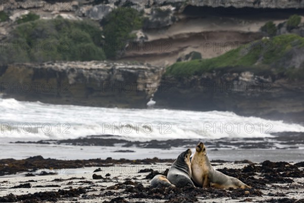 Two sea lions interact on the beach off a rugged coastline on Kangaroo Island, Seal Bay, Kangaroo Island, Australia