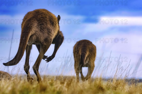 Two eastern gray kangaroos moving together on open spaces, Kangaroo Island, South Australia, Australia