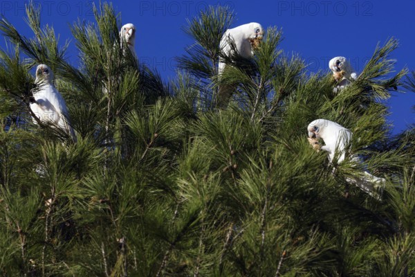 A group of nasal cockatoos sit on a tree under clear skies in Emu Bay, Kangaroo Island, South Australia, Australia