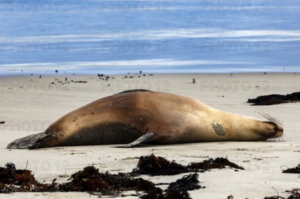 A sea lion rests on the sandy beach of Kangaroo Island, Seal Bay, Kangaroo Island, Australia