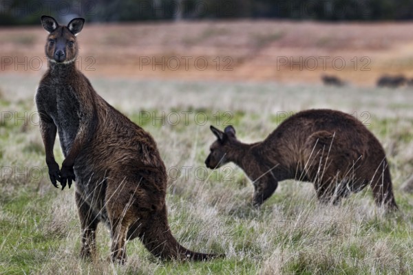 Pair of eastern gray kangaroos, alert and active in nature, Kangaroo Island, South Australia, Australia