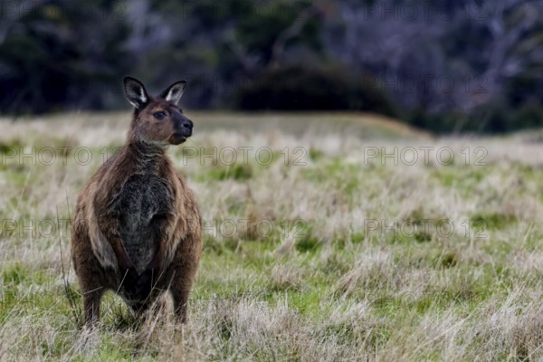 Eastern gray kangaroo stands alert in a vast grassland, Kangaroo Island, South Australia, Australia