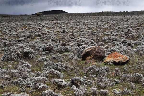 Rubble covered plain under gloomy sky on the Sanetti Plateau, Bale Mountains, Oromia, Ethiopia