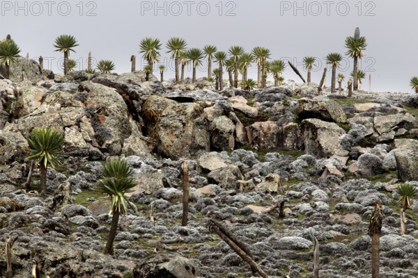 Diverse giant lobelias stand on a rocky subsoil of the Sanetti Plateau, Bale Mountains, Sanetti Plateau, Ethiopia