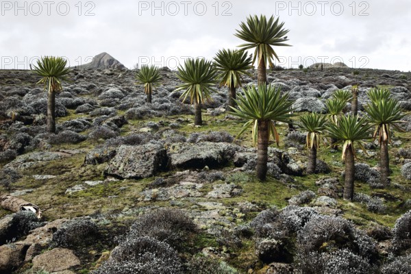 Giant lobelia scattered across a rocky landscape on the Sanetti Plateau, Bale Mountains, Sanetti Plateau, Ethiopia
