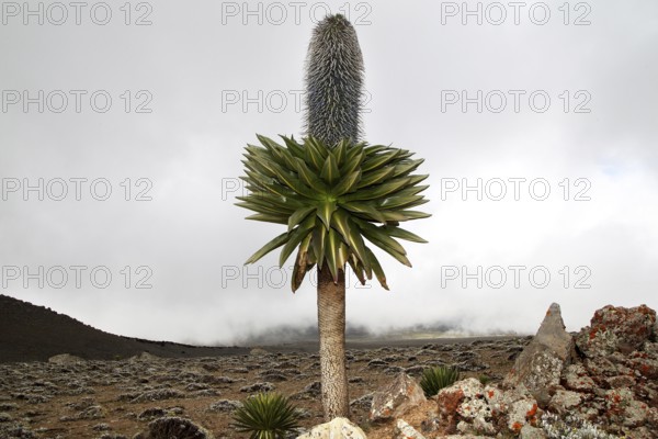 Giant lobelia on the Sanetti Plateau with cloudy sky, Bale Mountains, Sanetti Plateau, Ethiopia