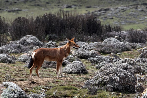 An Ethiopian wolf looks at the landscape with grassy and rocky areas, Bale Mountains, Sanetti Plateau, Ethiopia