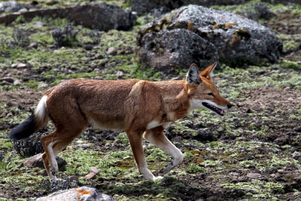 An Ethiopian wolf in motion surrounded by rocks and vegetation on the plateau, Bale Mountains, Sanetti Plateau, Ethiopia