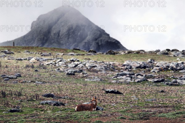 View of the Sanetti Plateau with an Ethiopian wolf in the foreground. Misty mountains in the background, Bale Mountains, Sanetti Plateau, Ethiopia