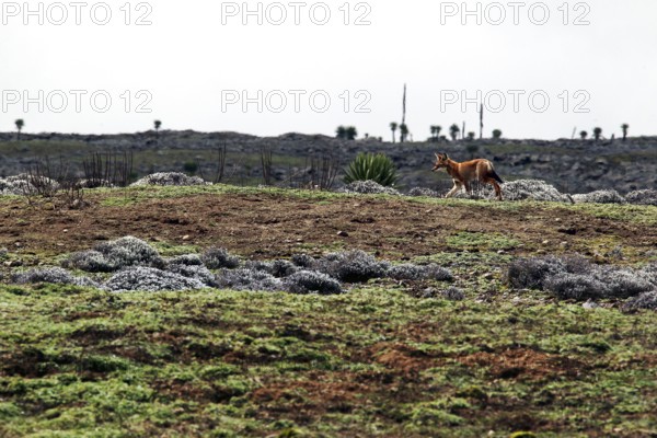 An Ethiopian wolf roams the gentle, grassy Sanetti Plateau, Sanetti Plateau, Bale Mountains, Ethiopia