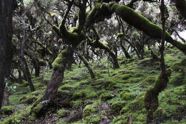 A densely overgrown forest floor with lush moss in the Harenna Forest of the Bale Mountains, Bale Mountains, Ethiopia