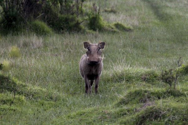 A warthog stands in the middle of a green landscape in the Bale Mountains National Park, Bale Mountains, Ethiopia