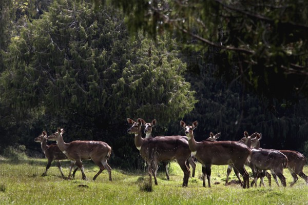 A group of mountain nyalas hikes through the forest canopy in the Bale Mountains, Bale Mountains, Ethiopia