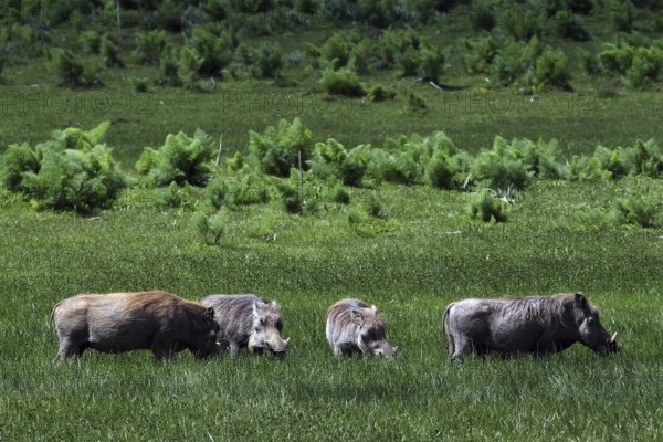 Several warthogs graze on an extensive green meadow in the Bale Mountains, Bale Mountains, Ethiopia